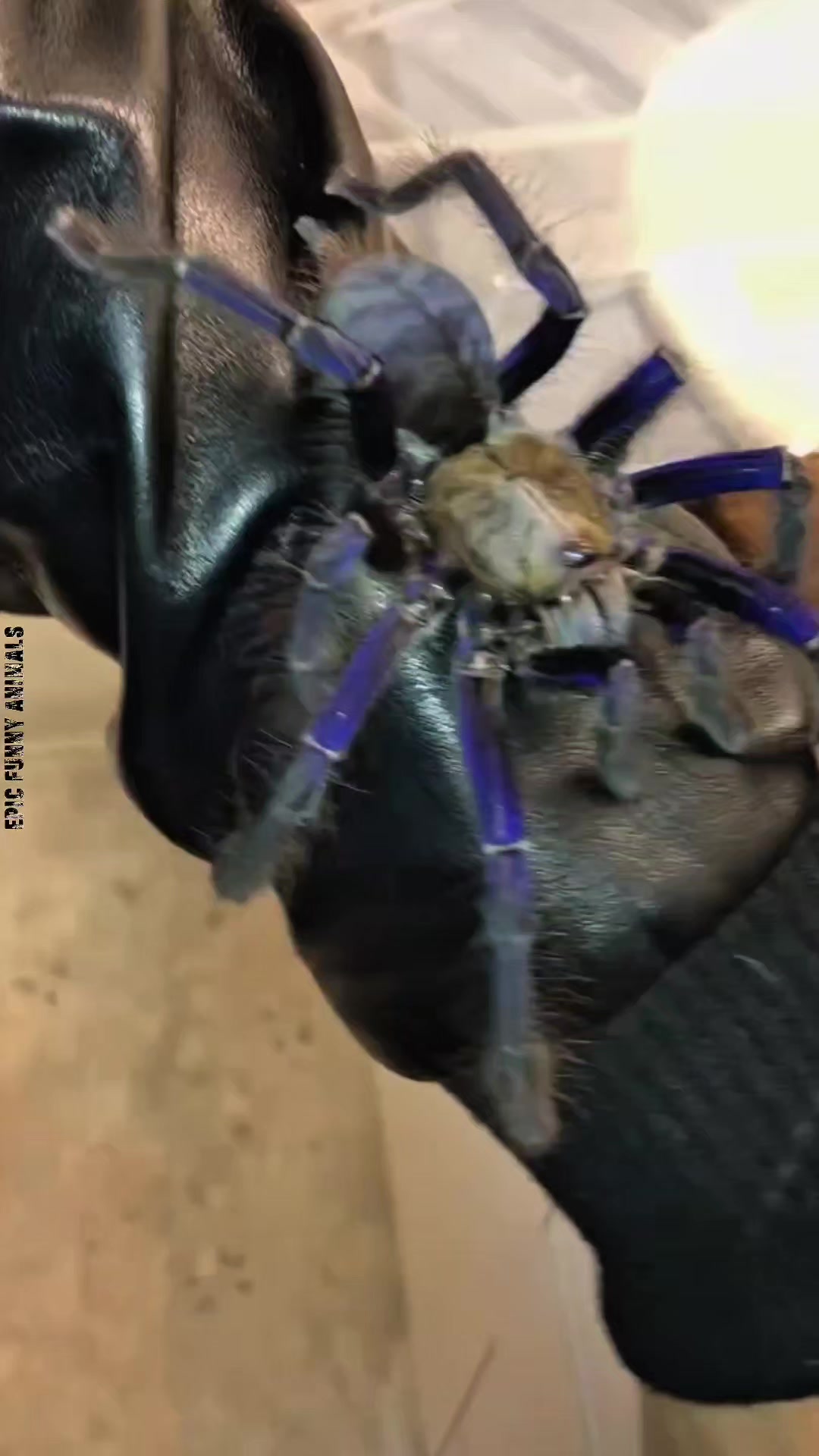 @Epic Funny Animals