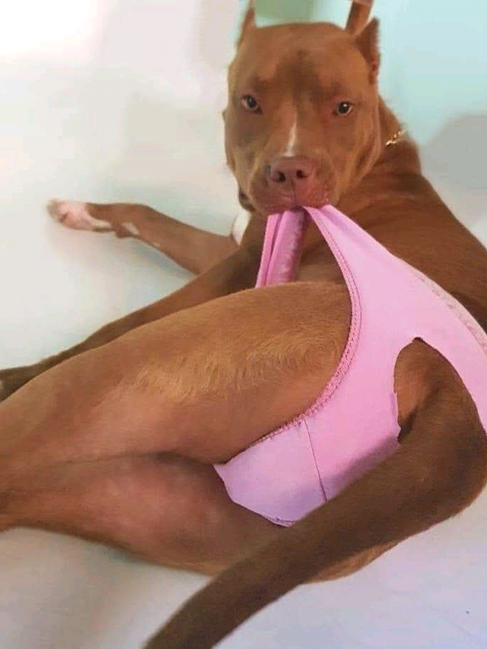 @pl/🧊™