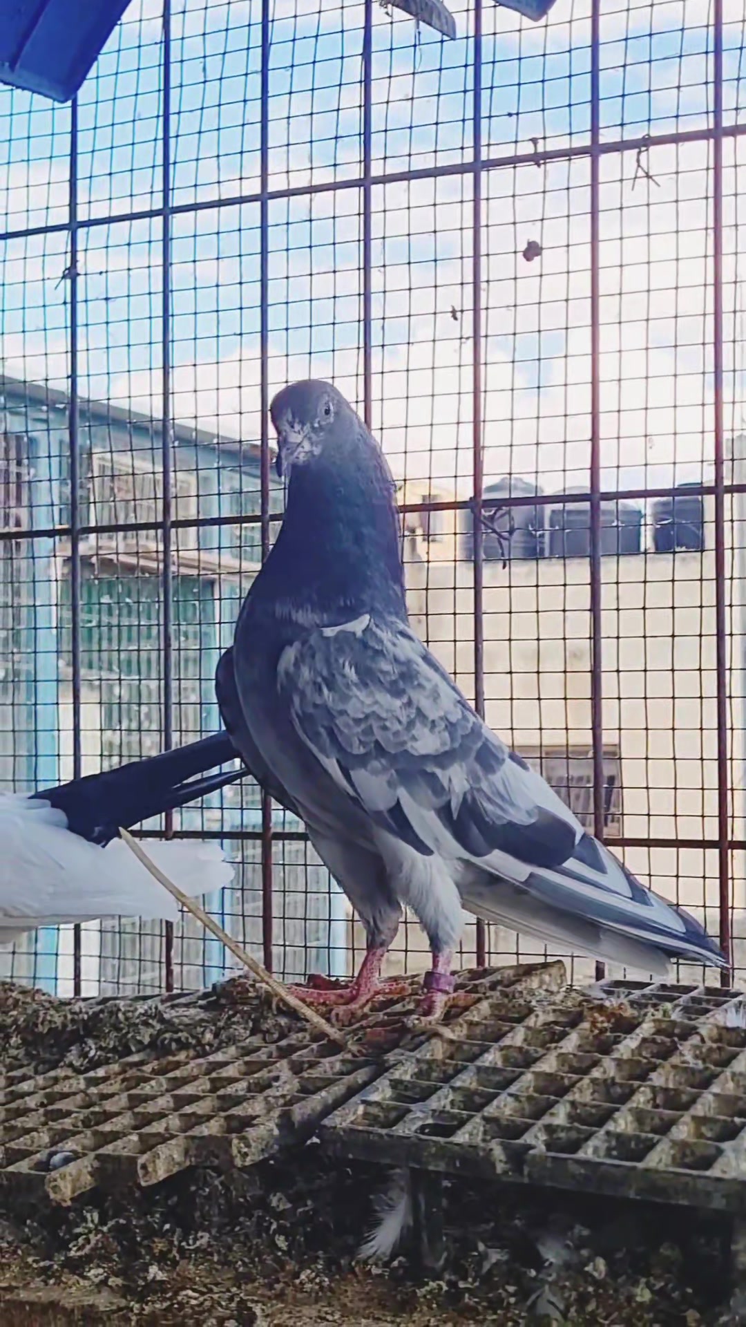 @Pigeons Tv