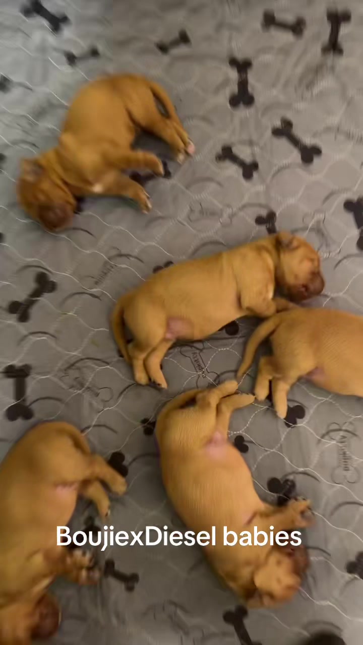 @RhondasRetrievers