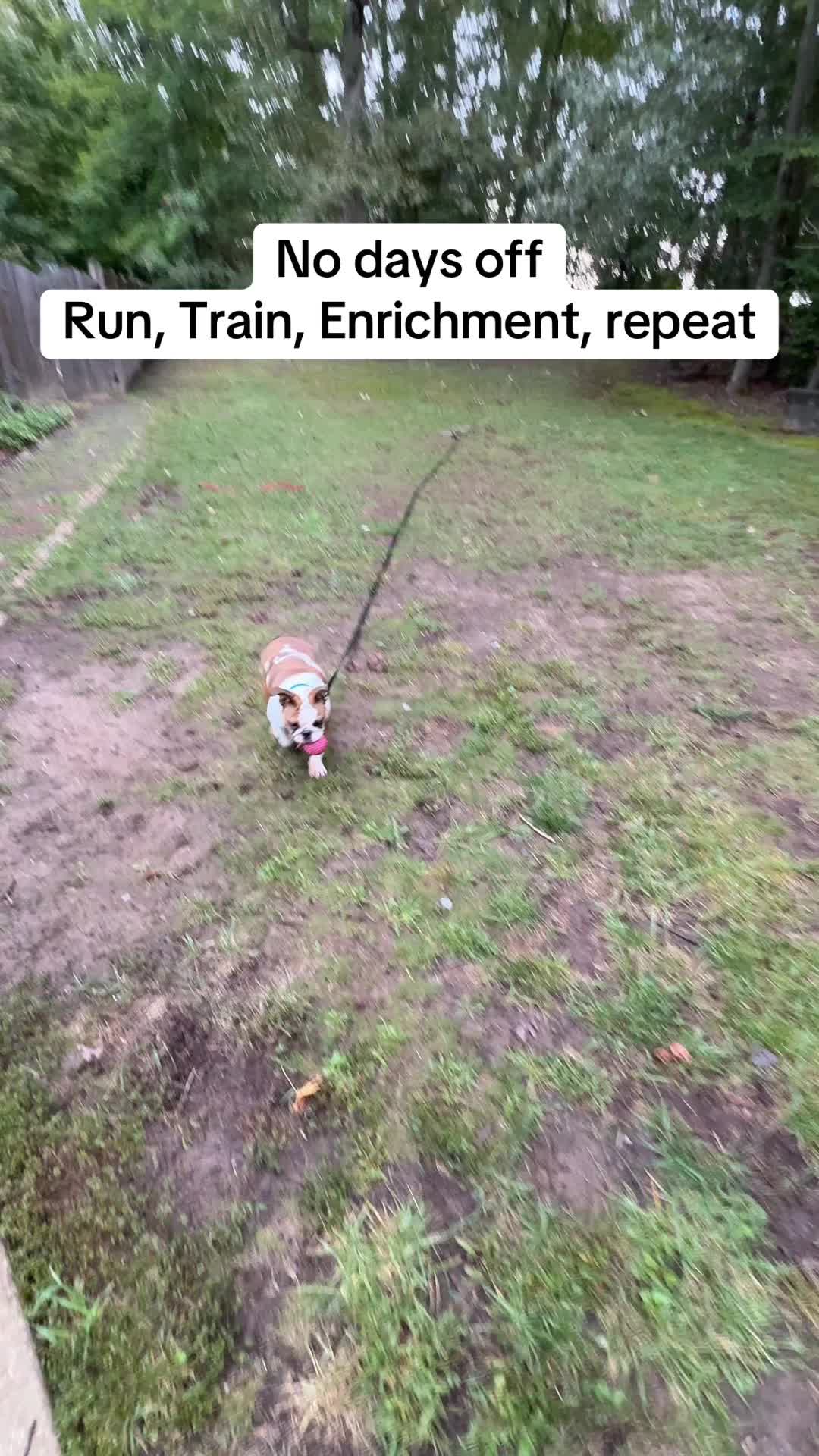 @Best Buddy Dog Trainer LLC