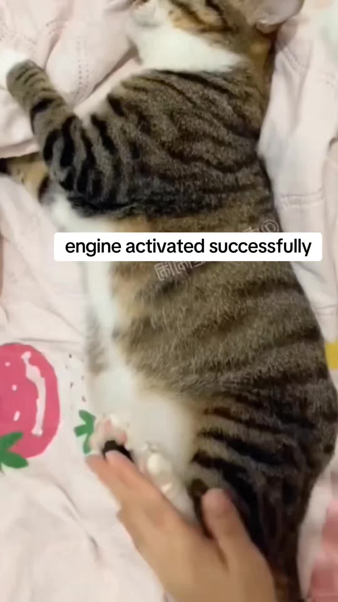 @catnipcrazee