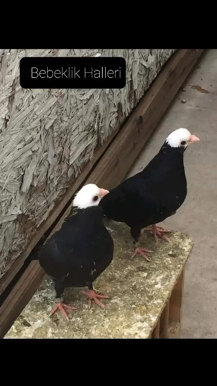 @Hasancan Tömek