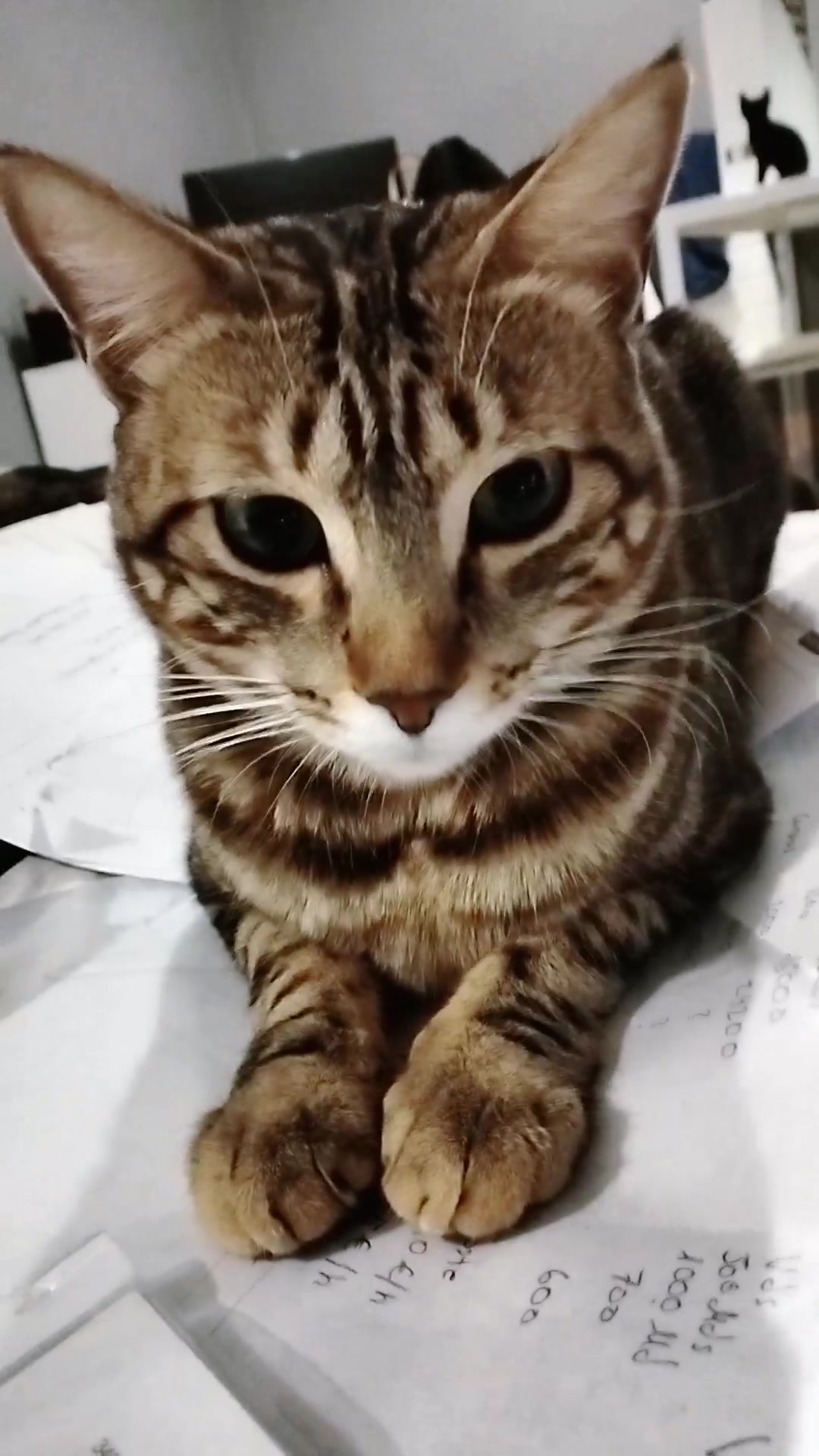 @lalocadelosgatos