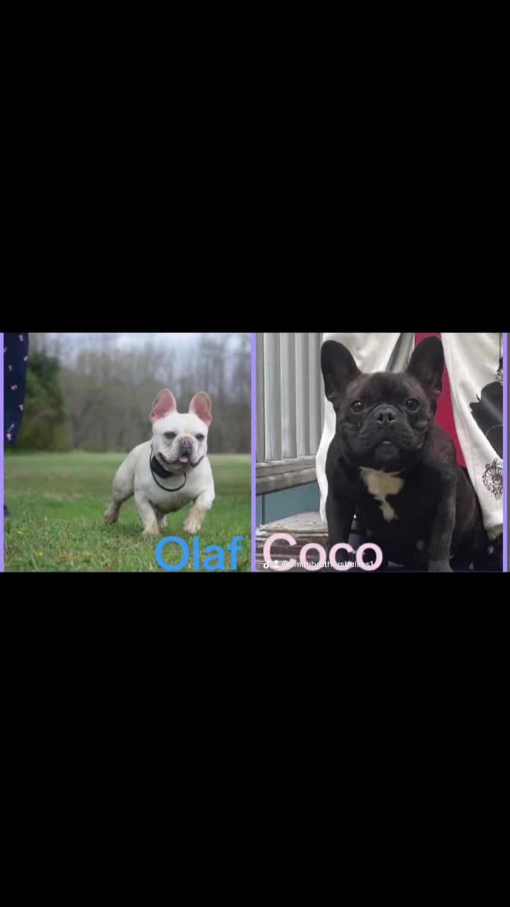 @smithbrothersbullies1