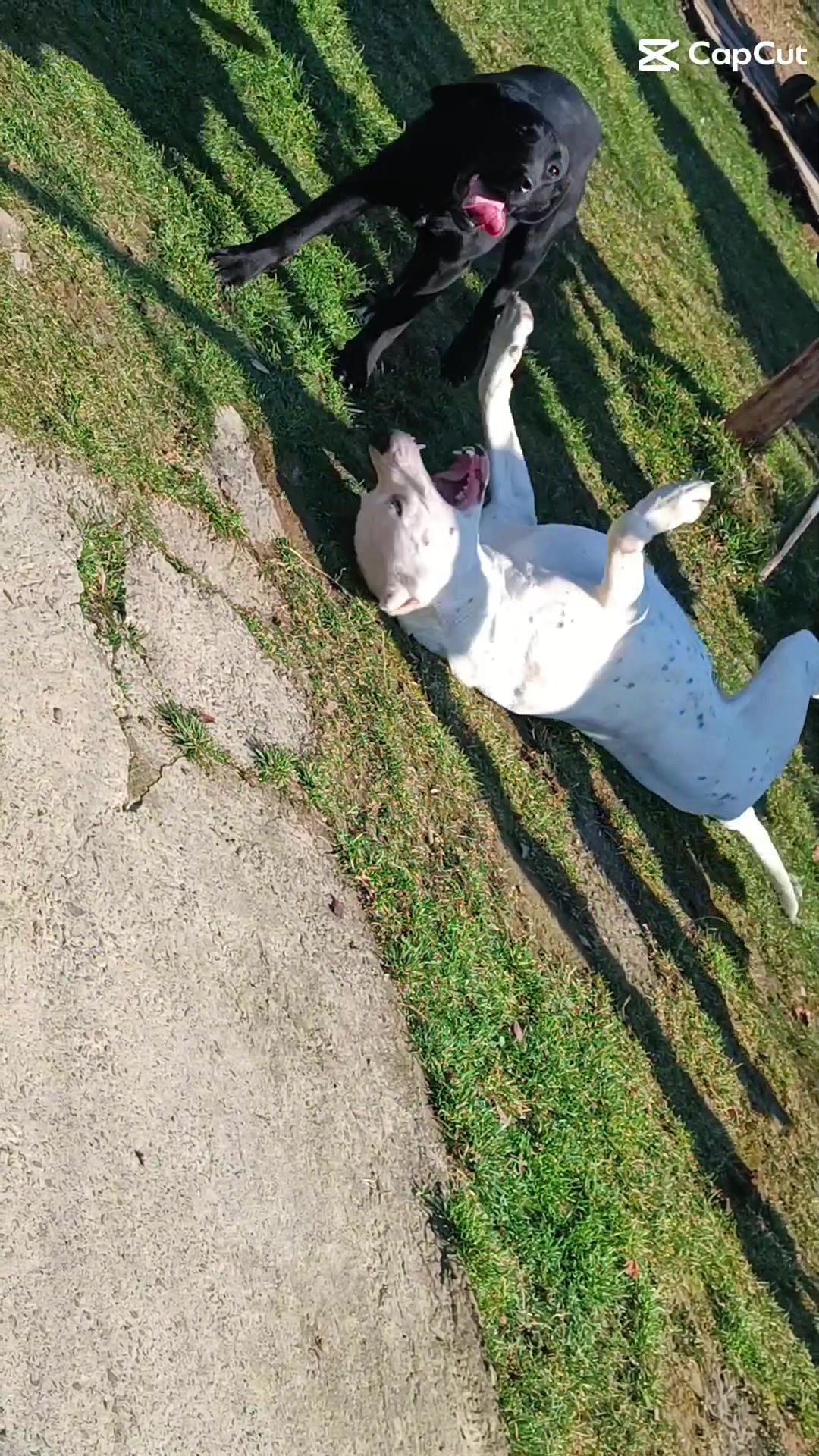 @HeraTheDogo