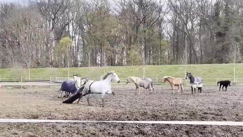 @Khaleesithecremello🦄