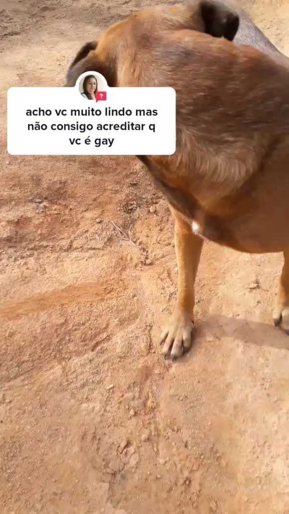 @brunooamarall