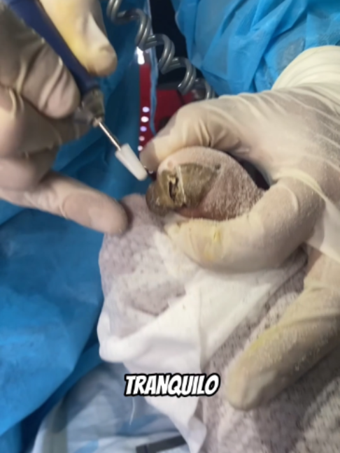 @AdoptaUnAbuelito