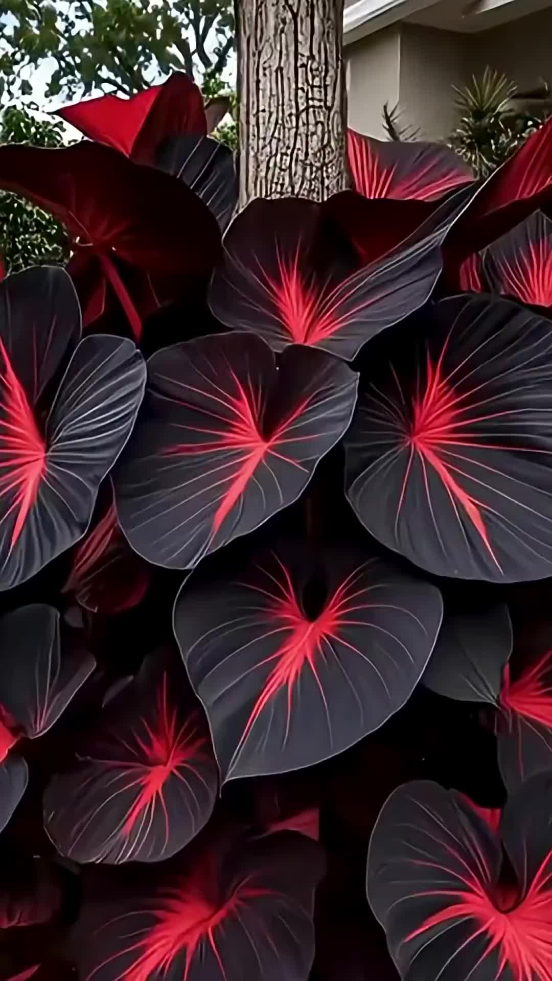 @thegardener.shop