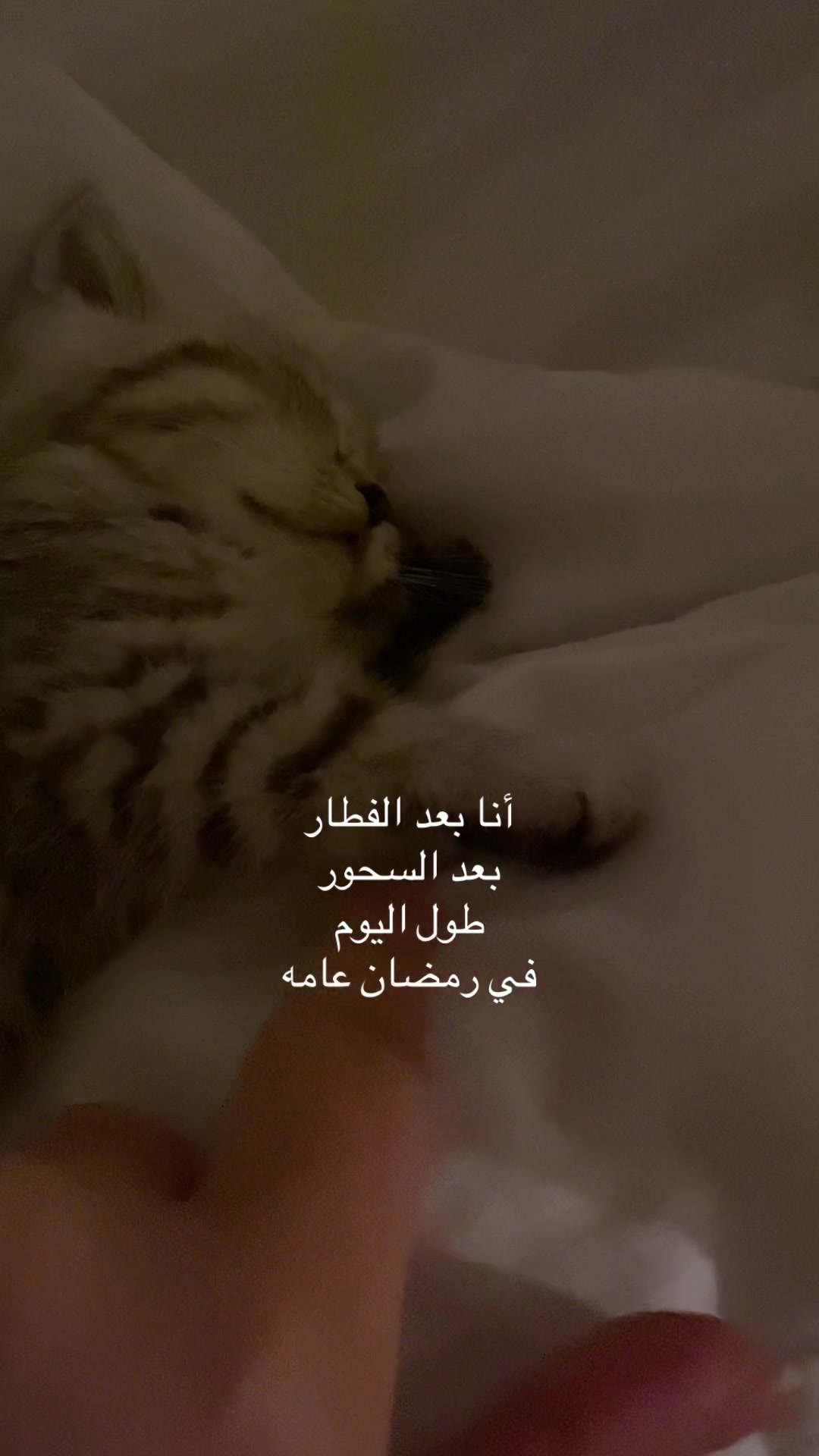 @Dalal Elgendy