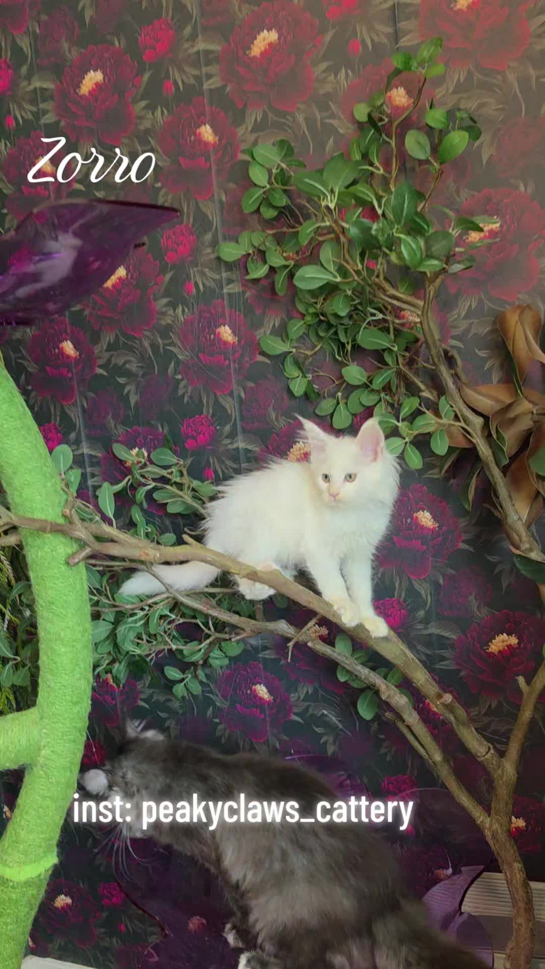 @Peaky Claws Cattery