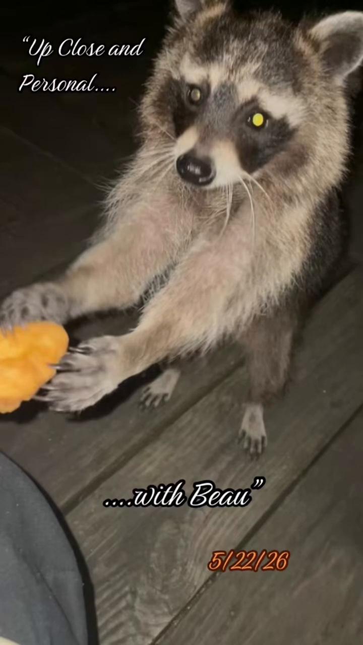 @LoneWolfKritterKam