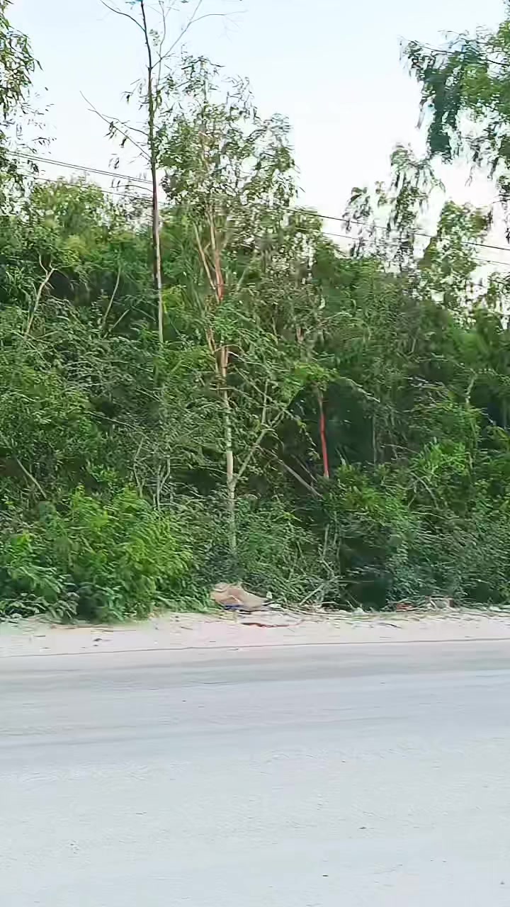 @Dani Gull 🚩