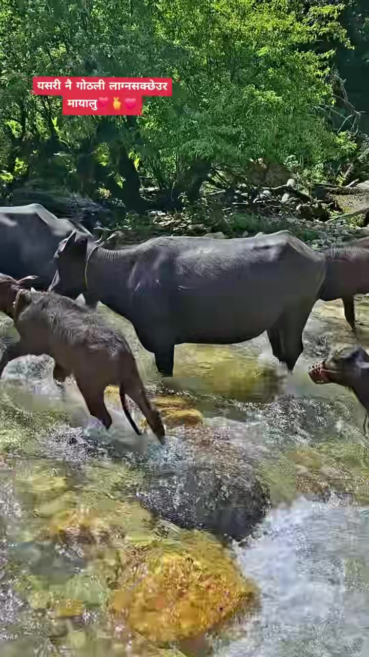 @bhakti.chapagai