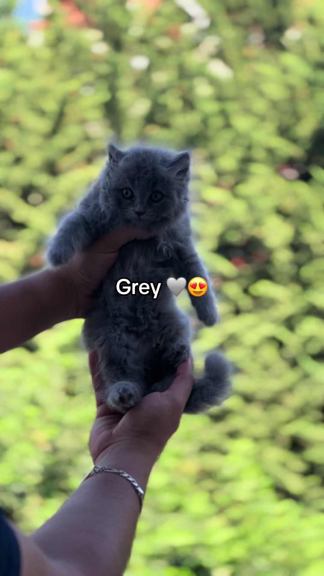 @pets.passion1