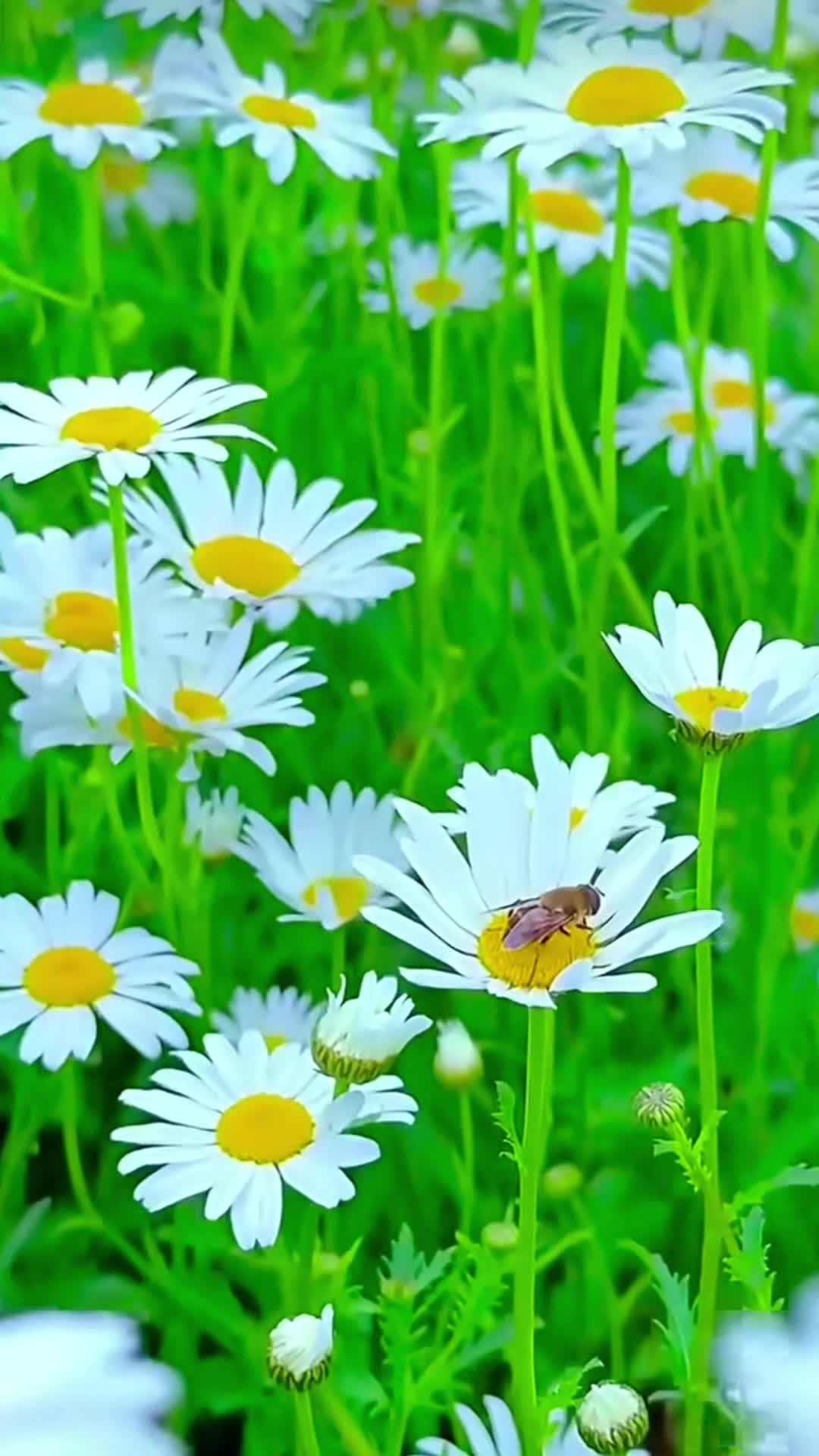 @Ctsuhaidah81