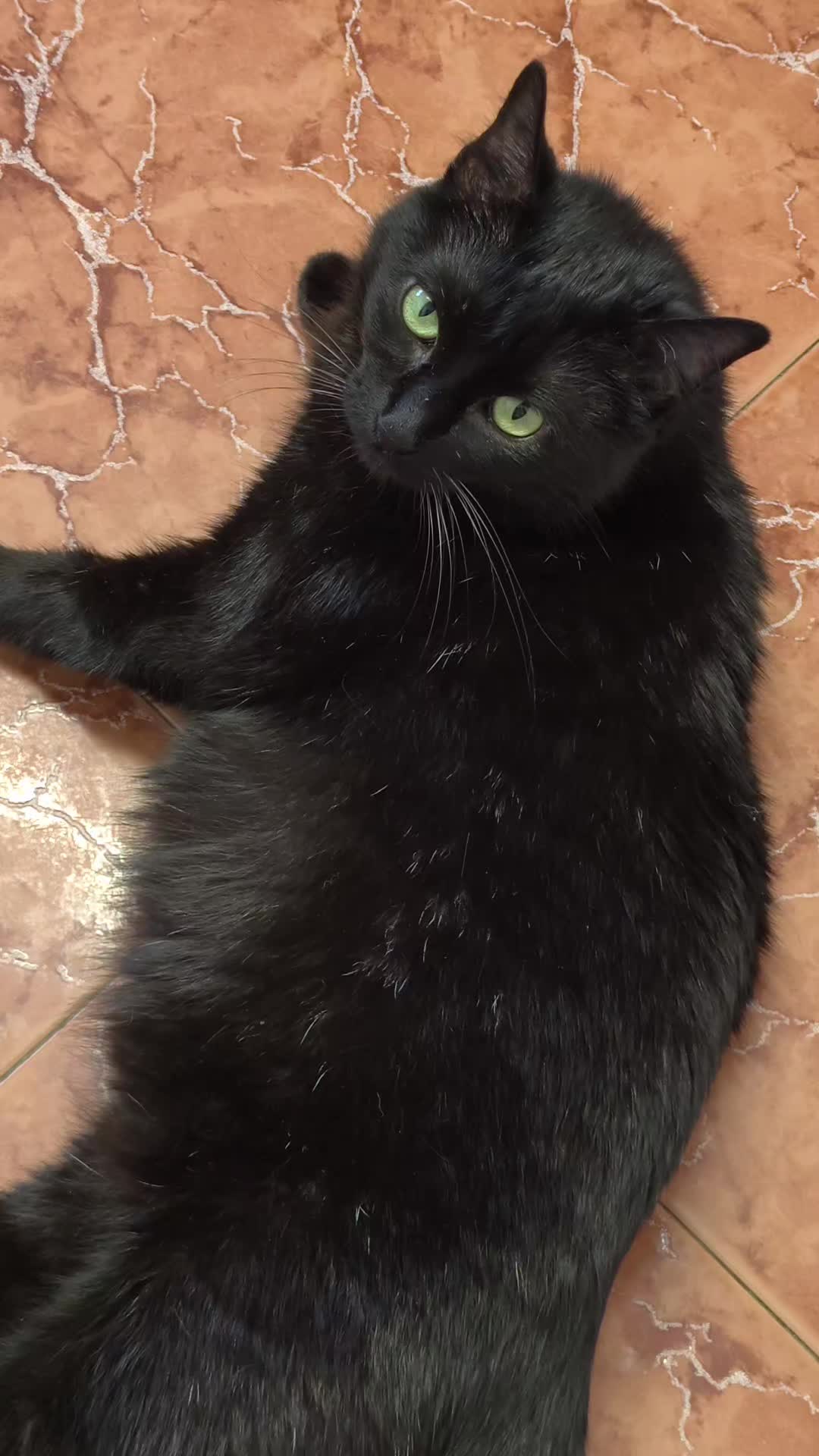 @La loca de los gatos