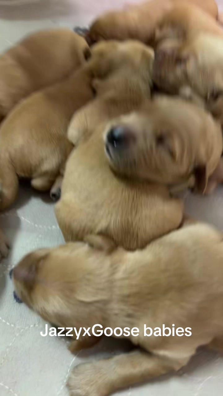 @RhondasRetrievers