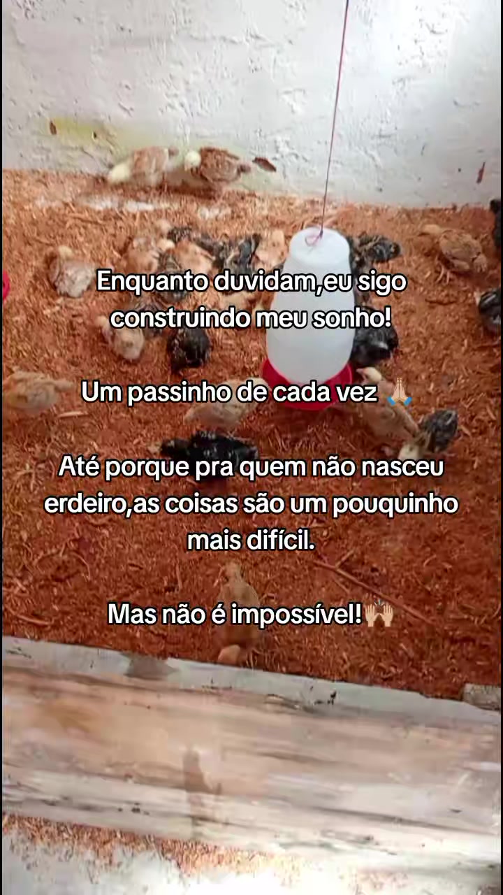 @Criatório Fênix 🐦🔥