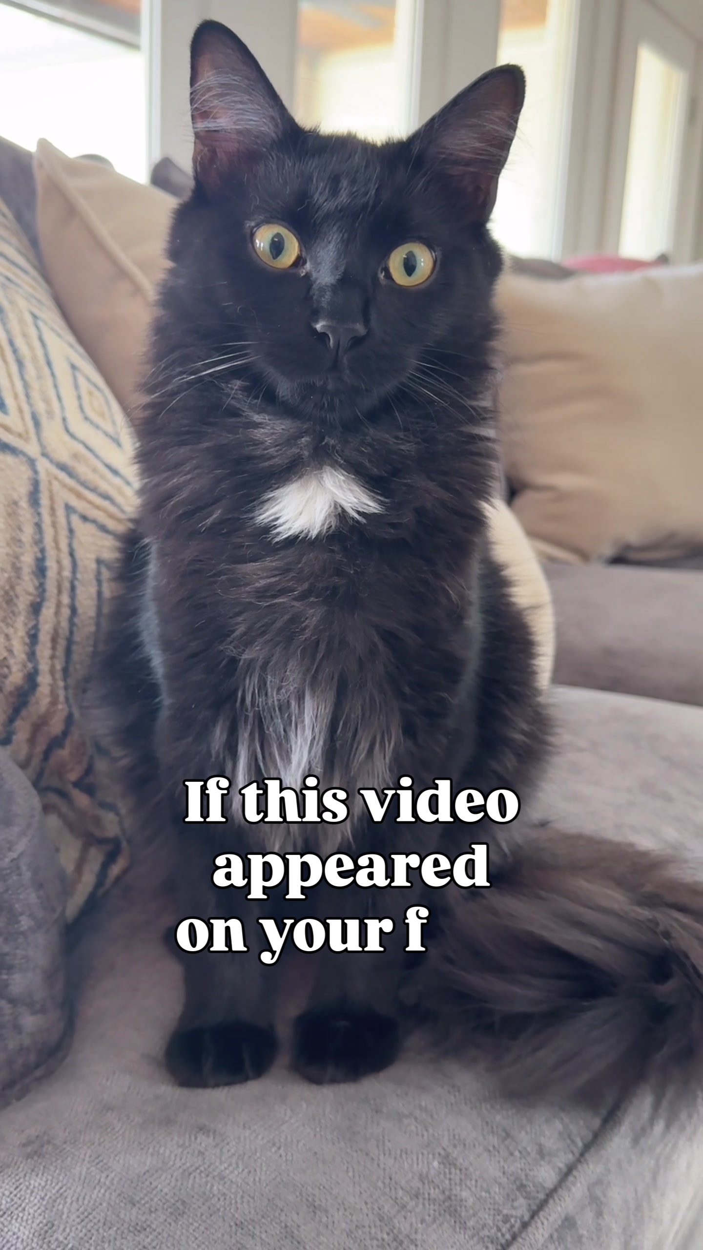 @Winnie: Maine Coon Kitty