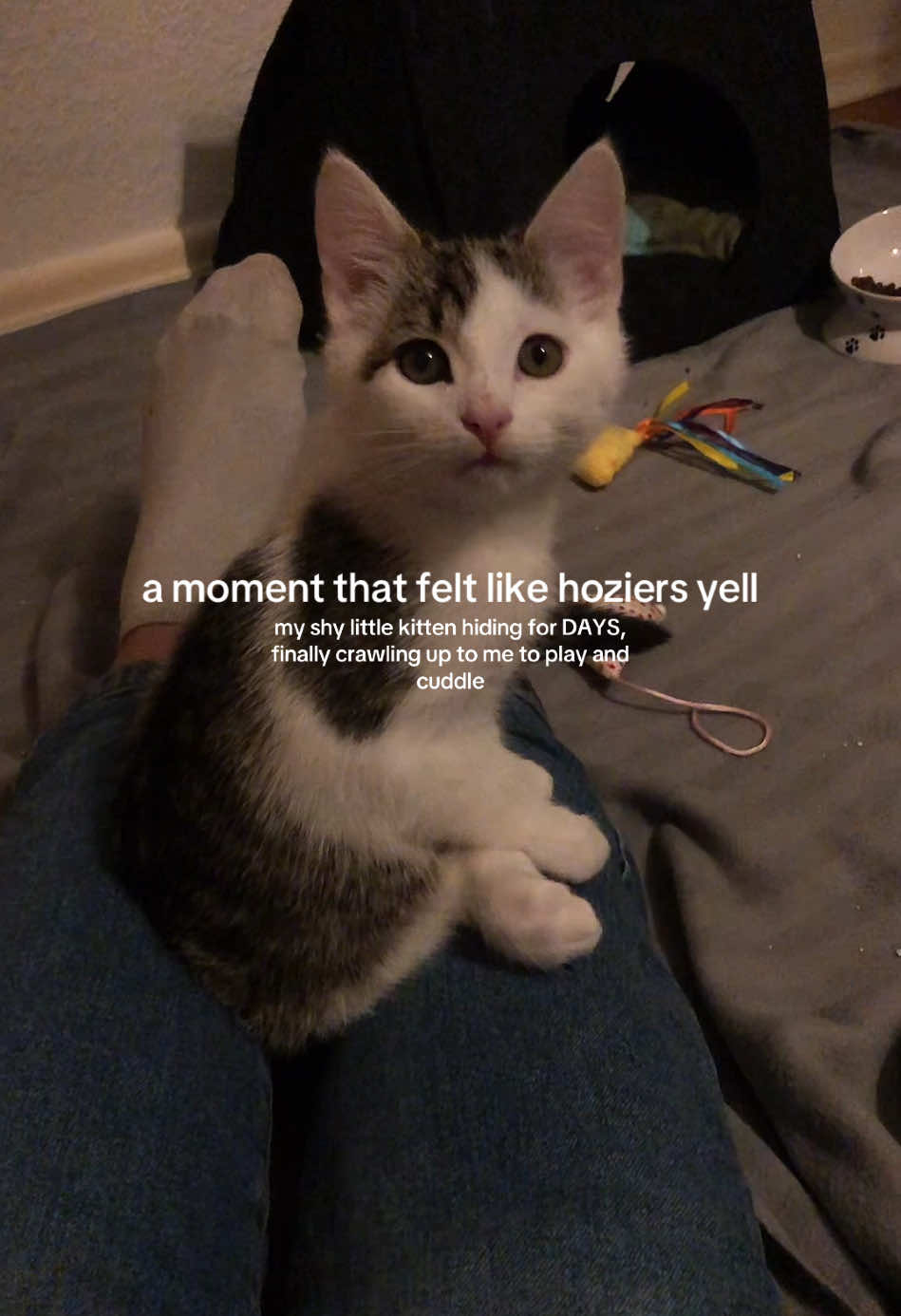 @Tyson & Cosmo🐱🐾