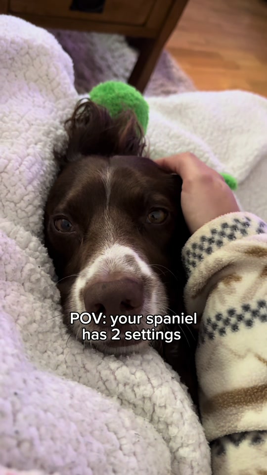 @Jinky Springer Spaniel 🐾 💚