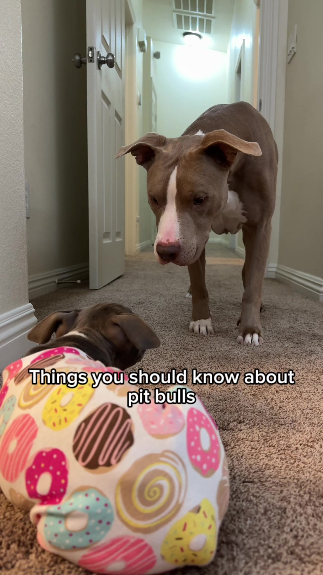 @@knight_thepit