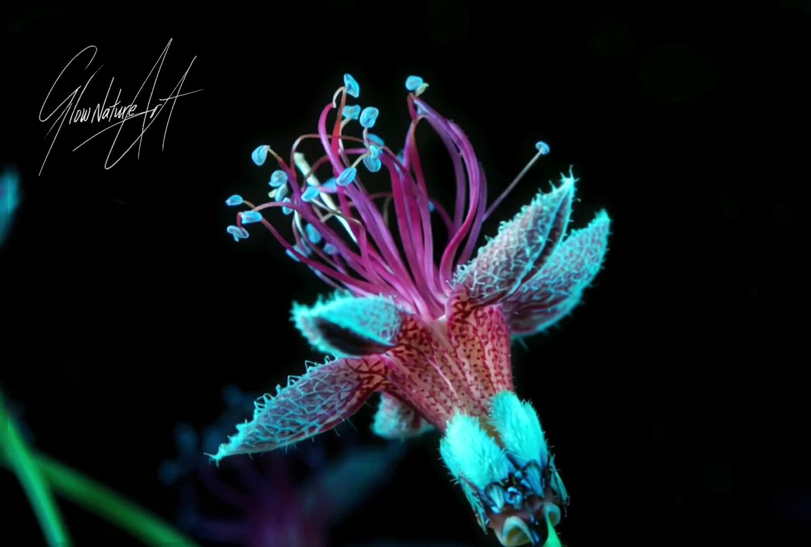@𝙂𝘭𝒐𝐰𝗡𝐚𝘁𝙪𝐫𝒆𝑨𝗿𝘁 ❀