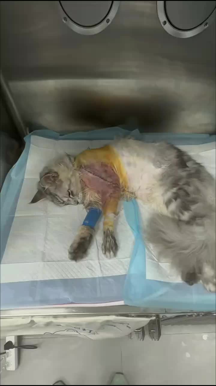 @Community_Animal_Rescue