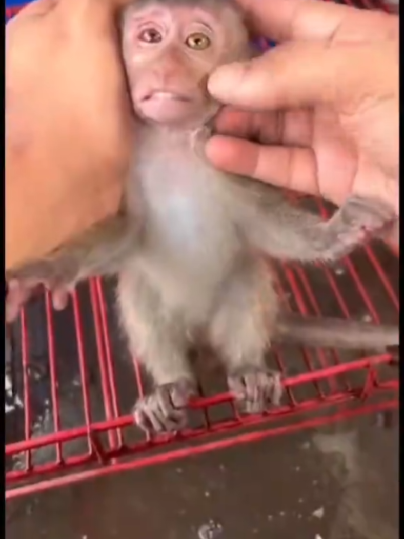 @monkeymoo666