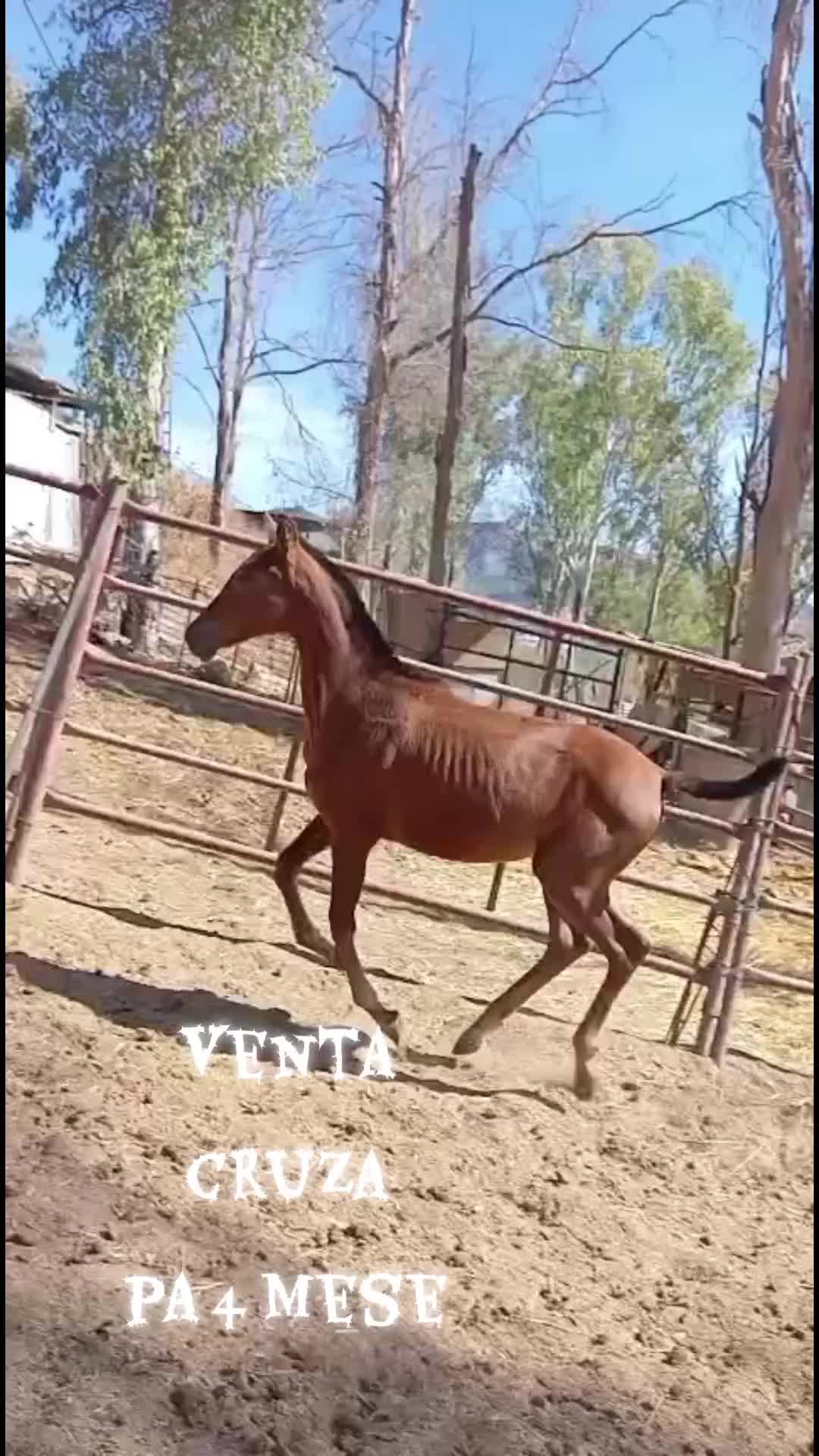 @antoncampos23