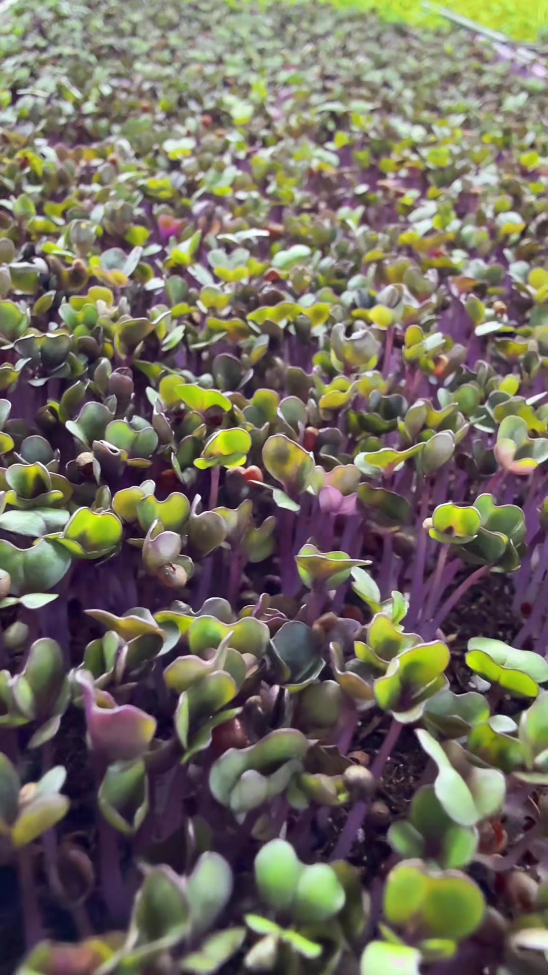@Micos Micro Farm