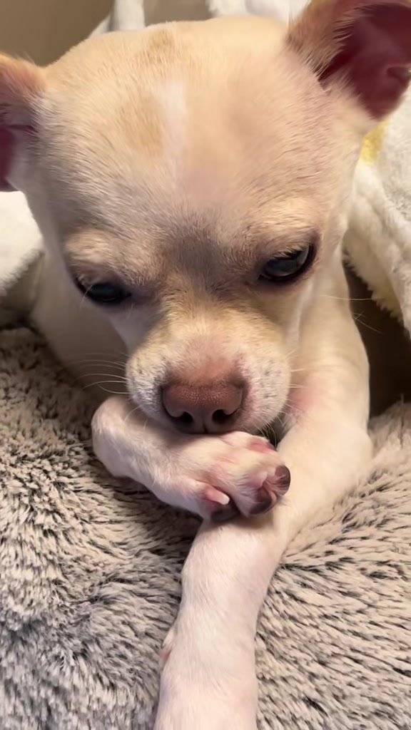 @Frankie the Chihuahua
