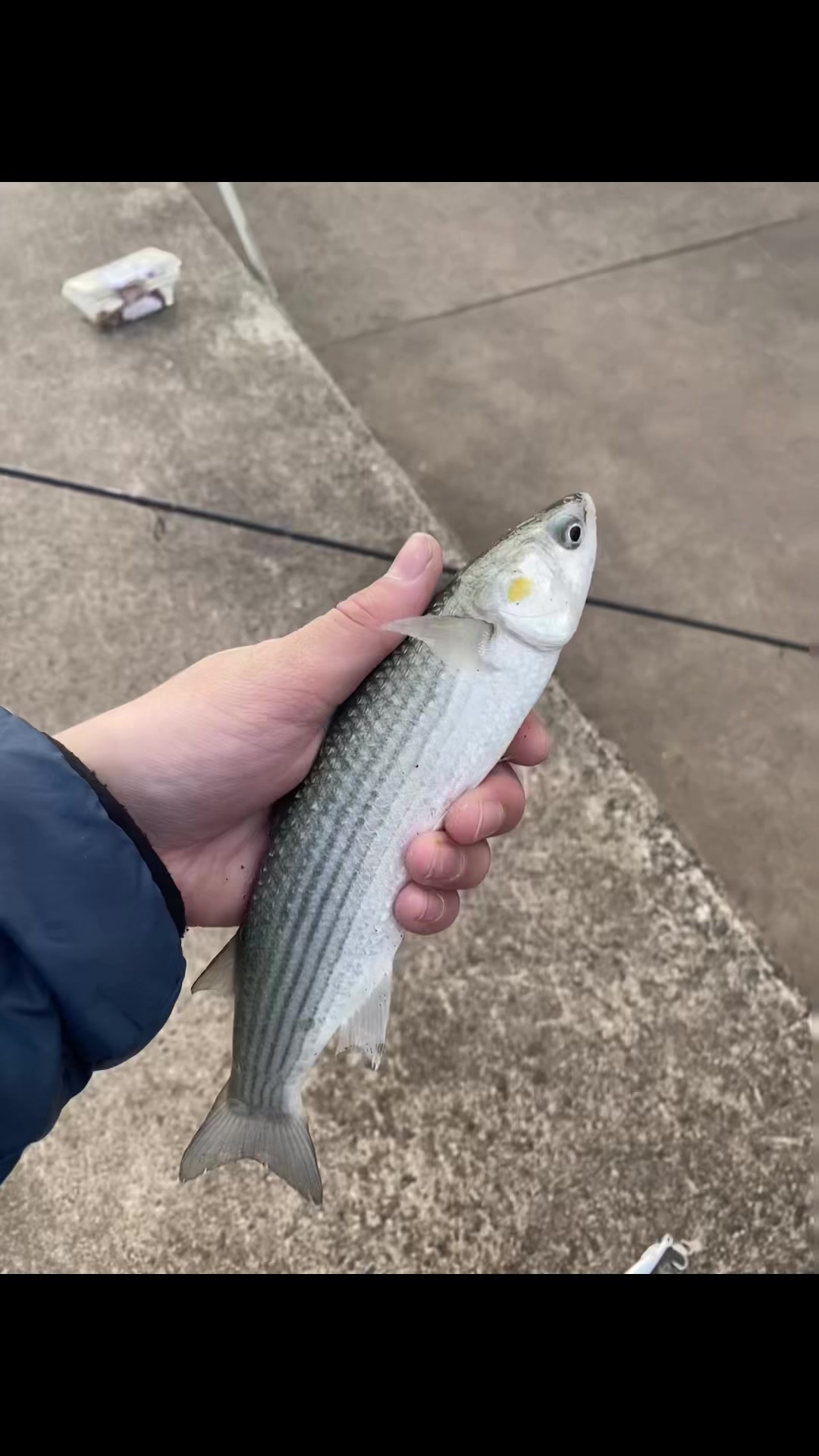 @alfie_fishes_