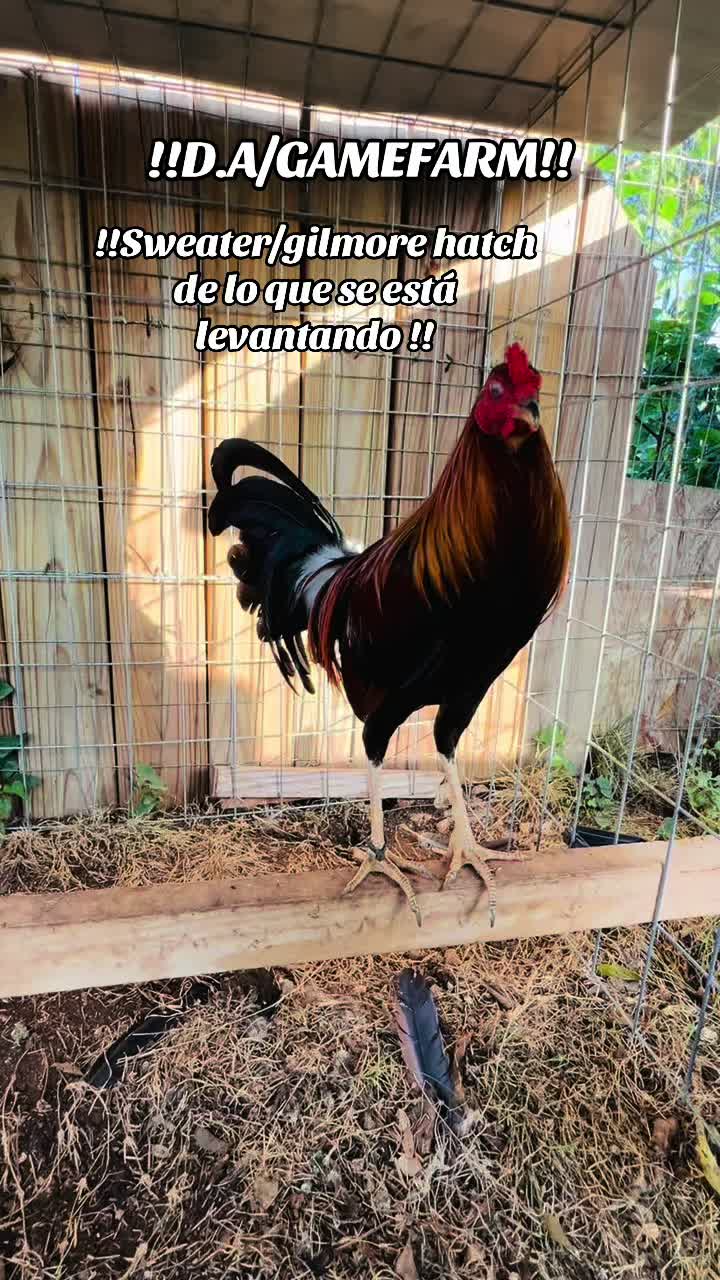@DAgamefarm