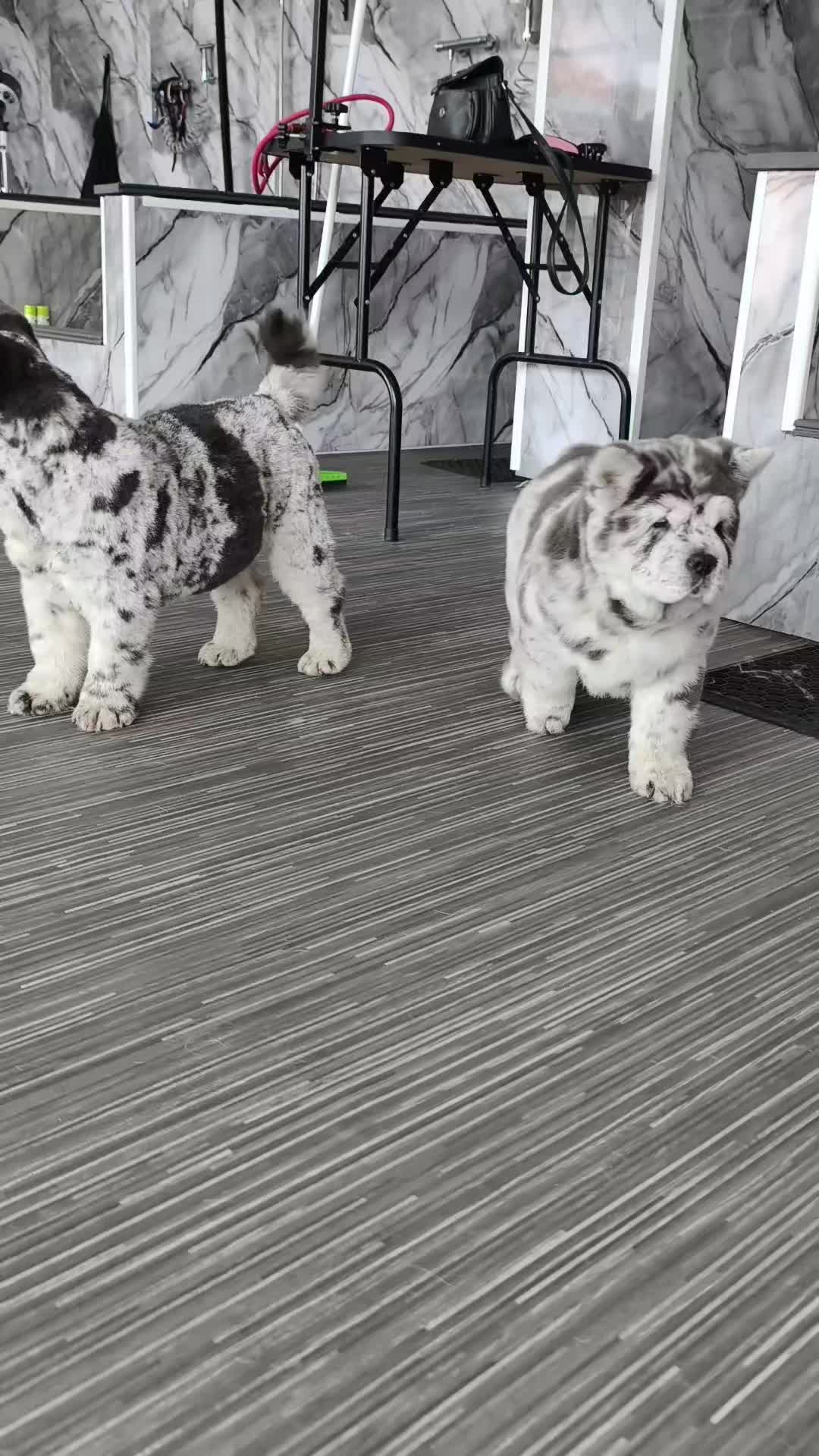 @Tank The Chow Chow