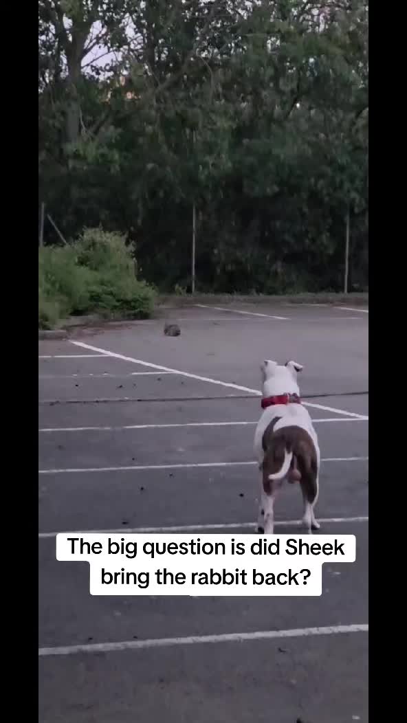 @Sheek