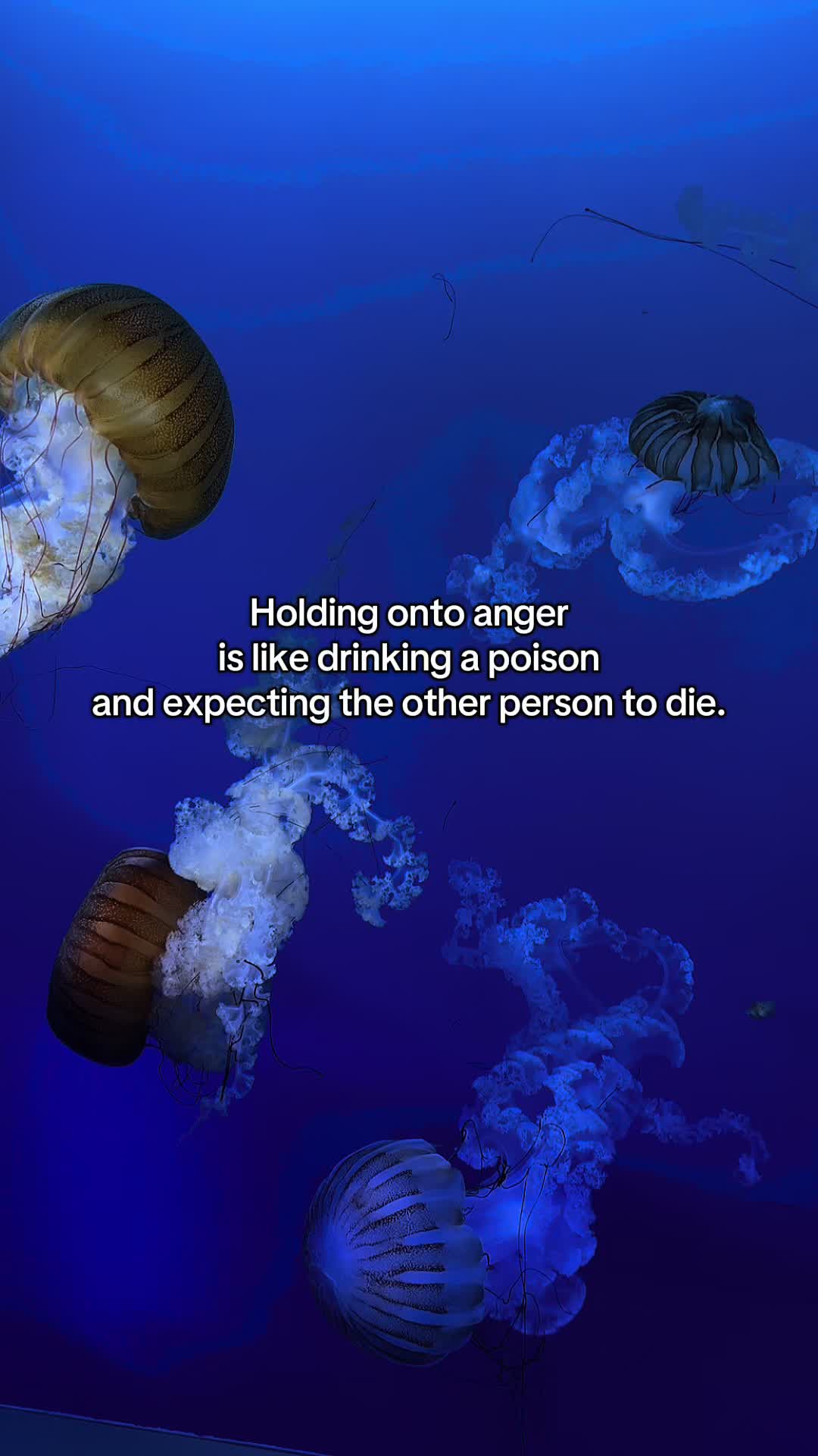 @Kiwi