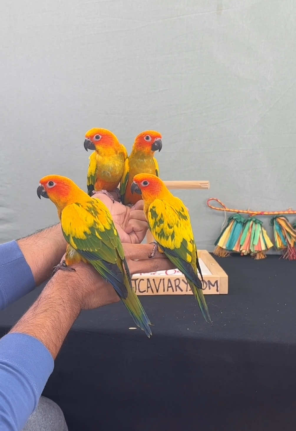 @JC Aviary