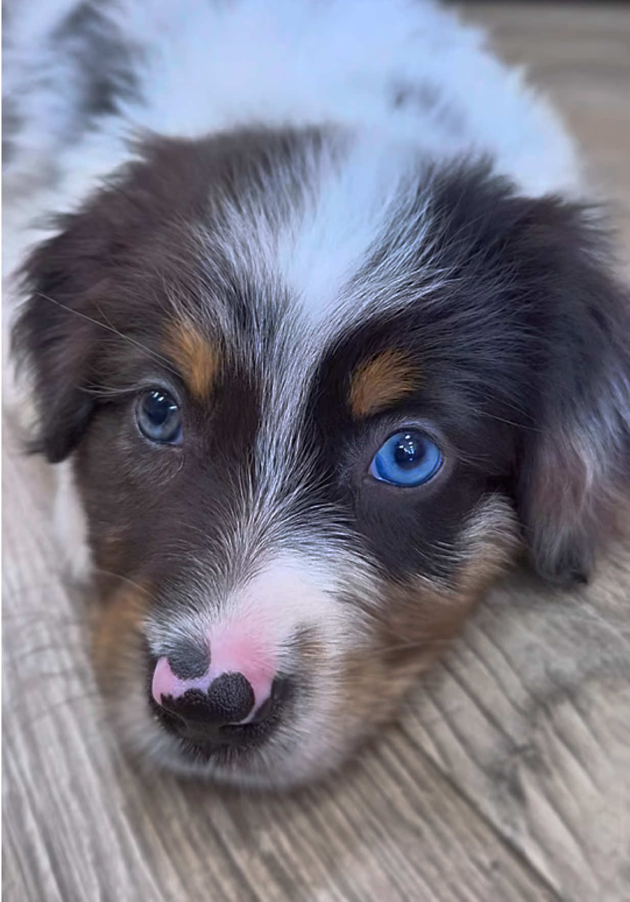 @Petland Oklahoma City