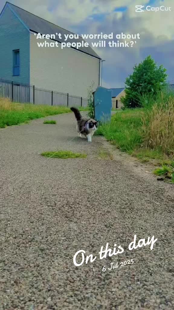 @Ted the ragdoll cat 🐾