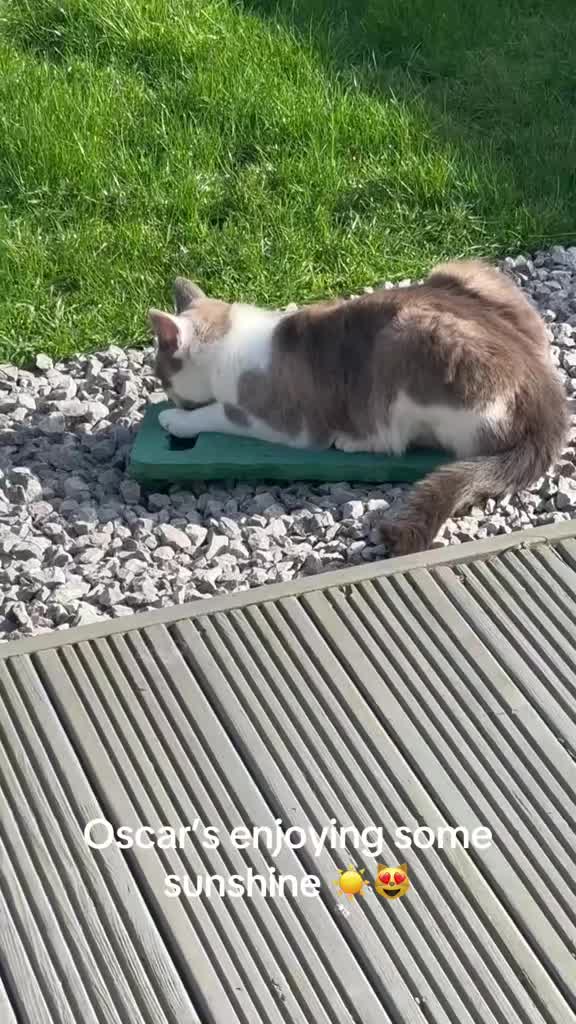 @catlady19570