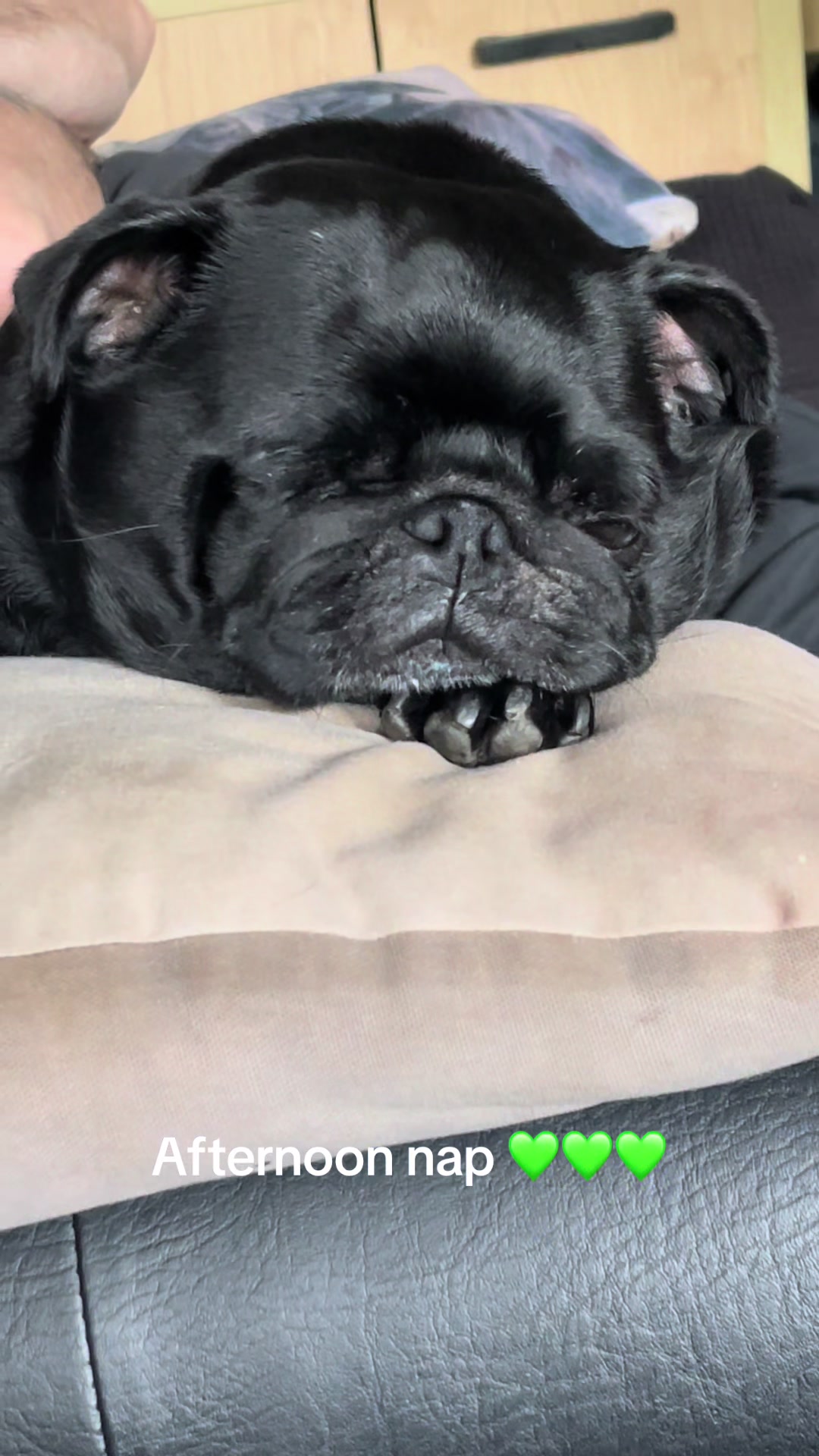 @lulutheboringpug