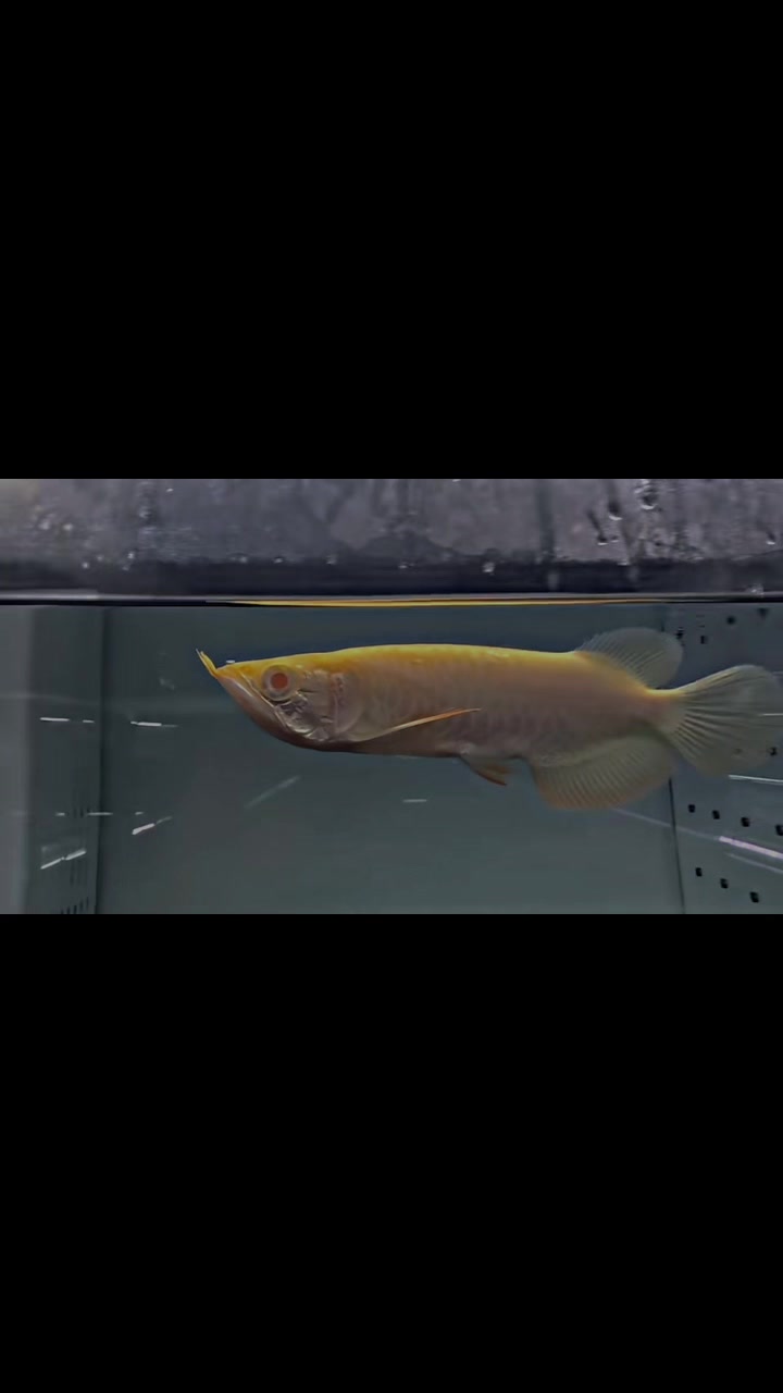 @網上看魚