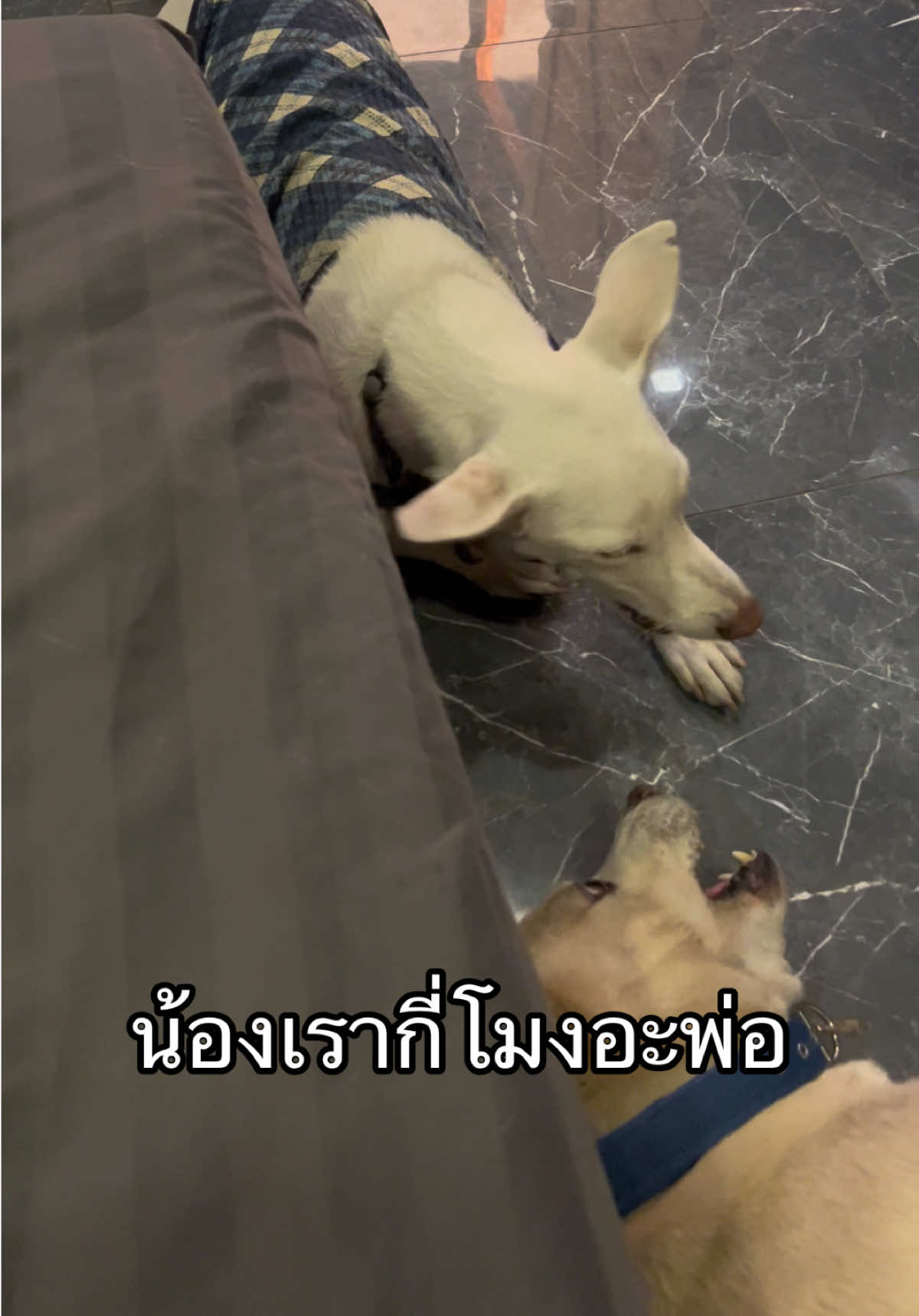 @มะลิตาฟ้าาาาา🐕🐶💫