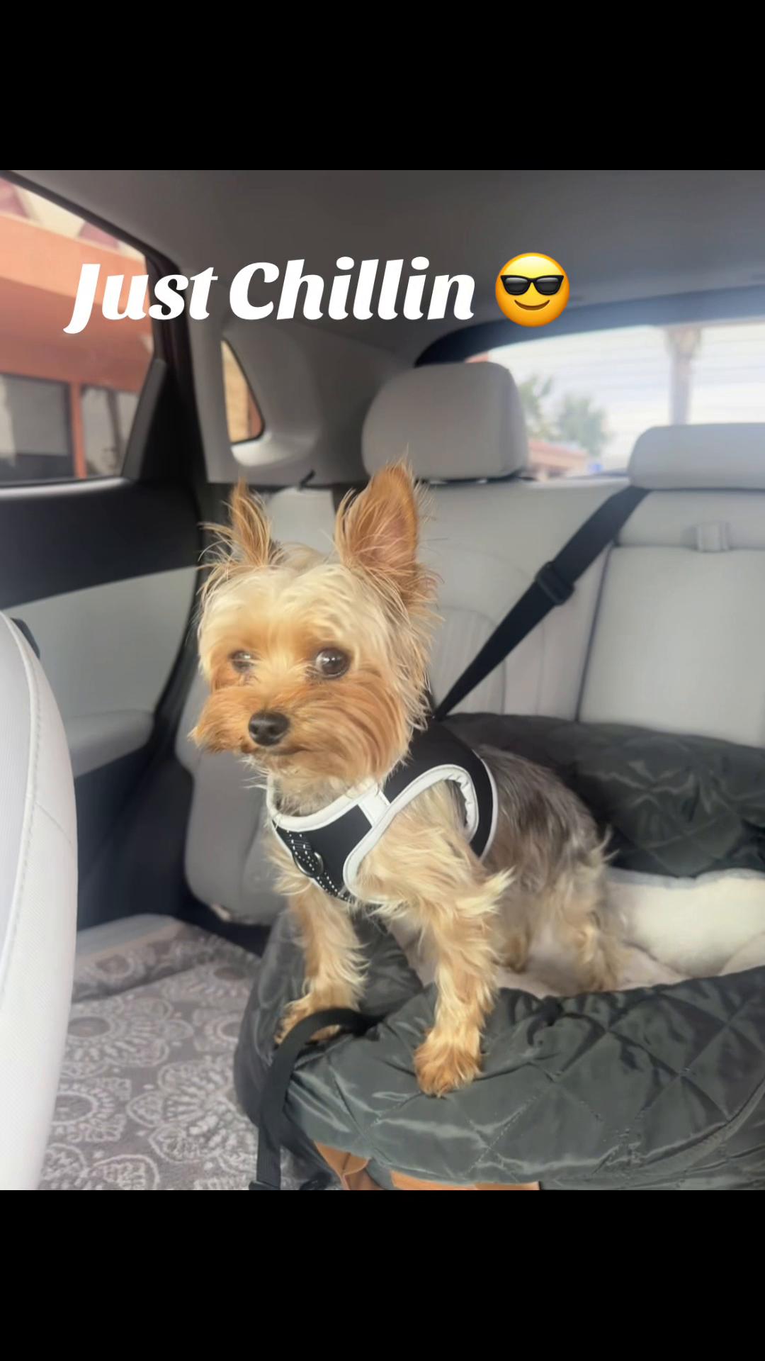 @Ginniegirl❤️