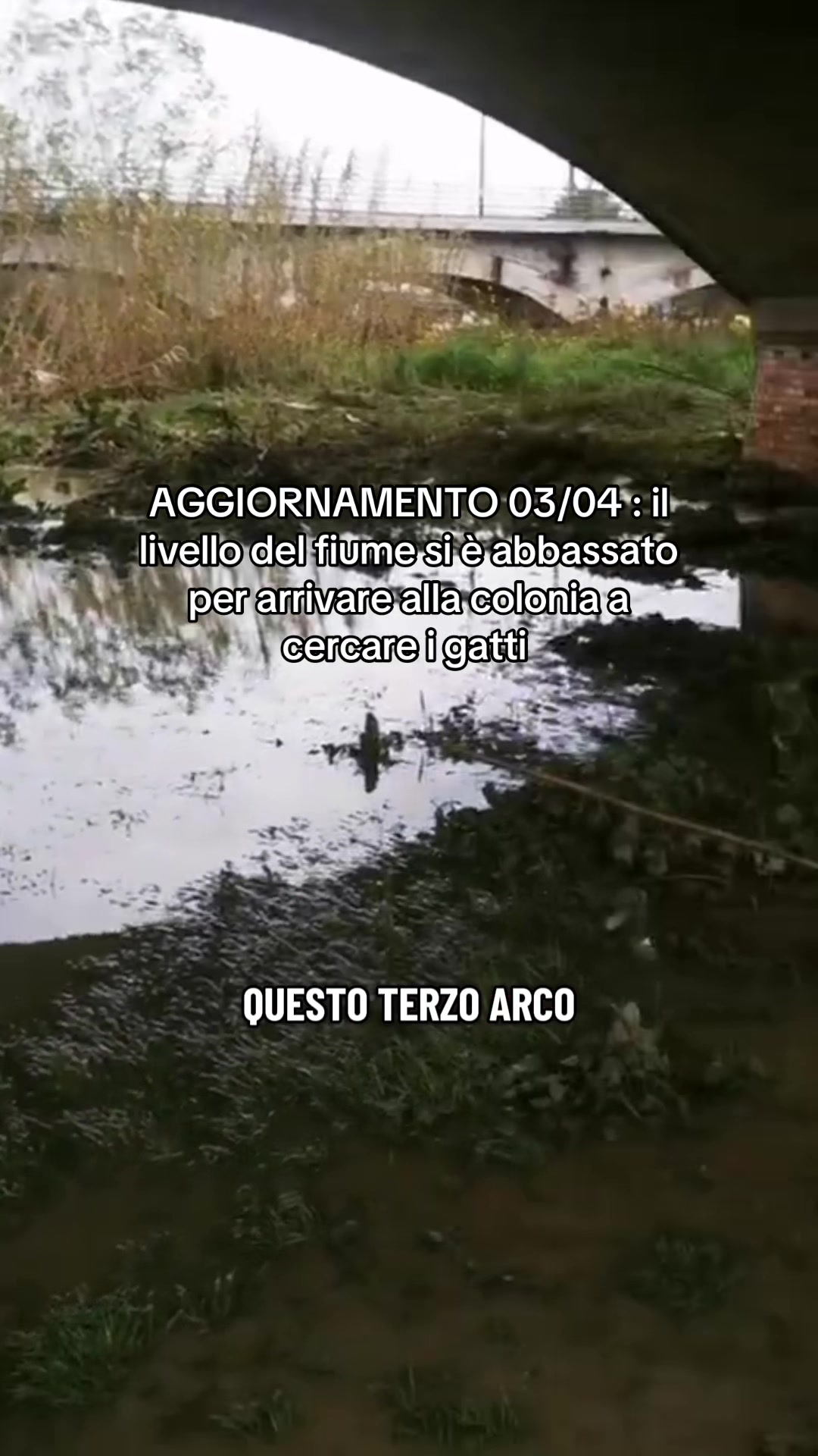 @chiaratarquini
