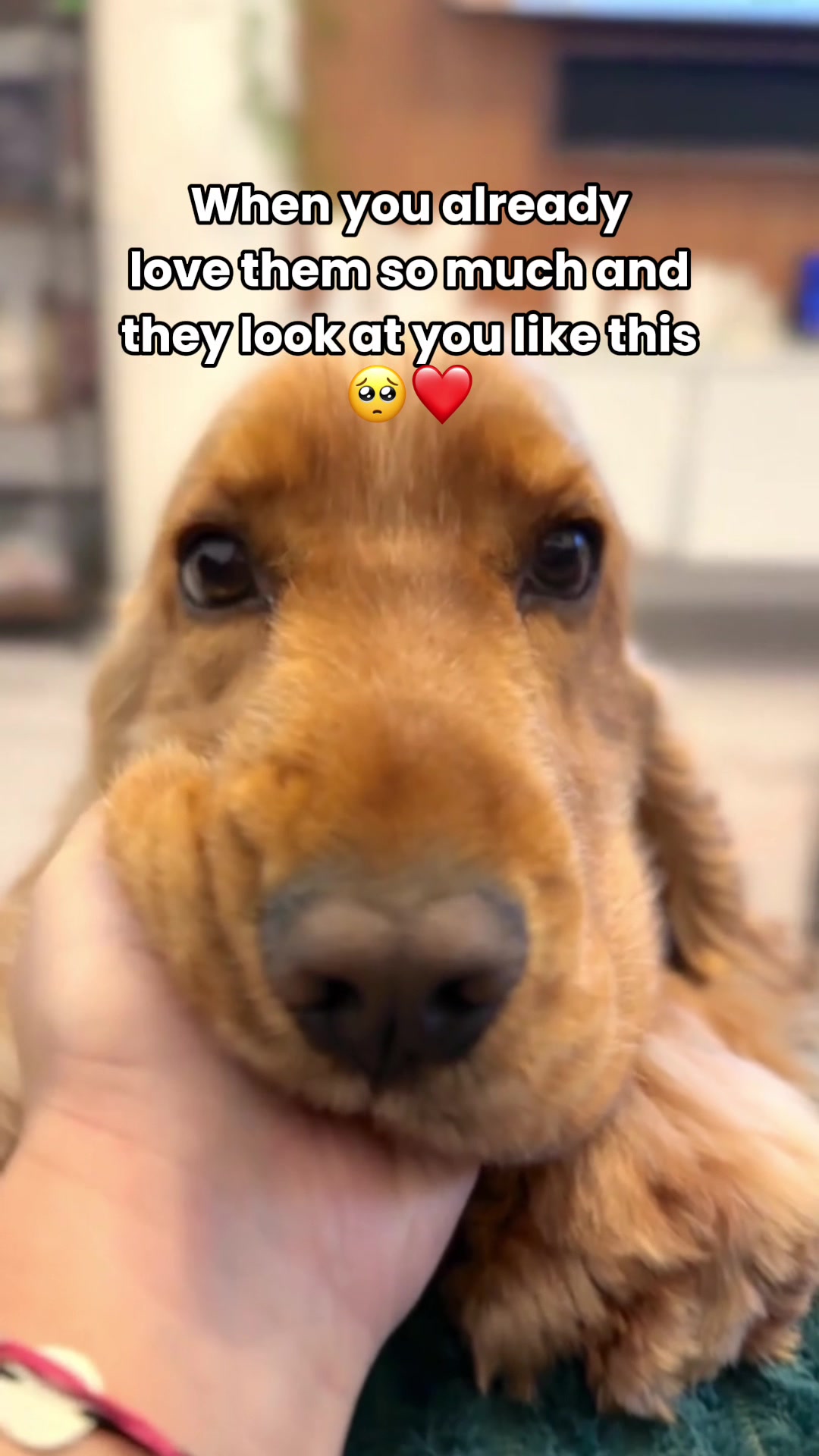 @Real Barks