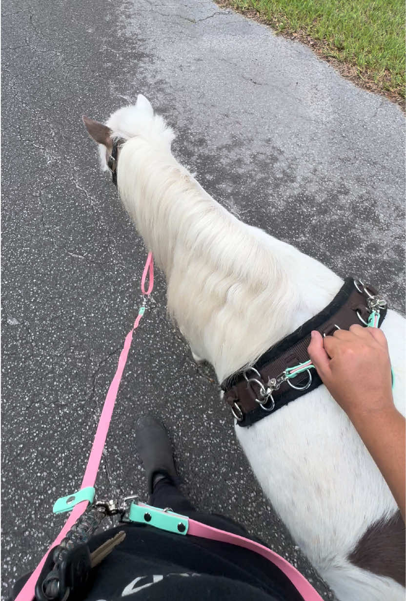 @Sugarfoot the Therapy Horse